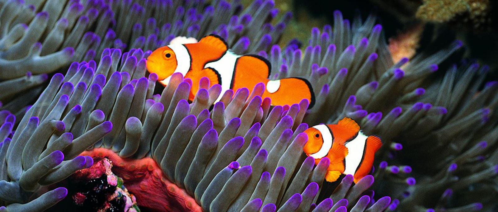 Clown fish at Blue Reef Aquarium, Portsmouth